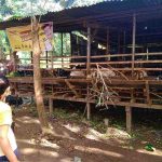 penjual hewan mengalami penurunan drastis kurban merana