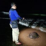 Penyu Lekang Tersangkut Jaring Nelayan Balikpapan - headlinekaltim.co