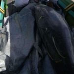 Jantan dan Masih Remaja, Pesut yang Mati Terlilit Jaring Ikan di Sungai Mahakam
