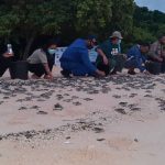 Peringati HKAN, BKSDA Lepasliarkan 2.000 Ekor Tukik penyu hijau