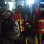 Sarang tawon tabuan - Petugas Damkar "Sikat" Sarang Tawon Tabuan di Tiga Lokasi Berbeda