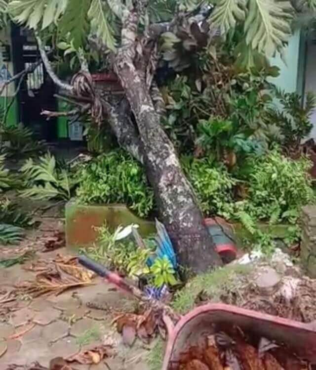 Angin Puting Beliung, Gedung SD dan Rumah Ketua RT Ditimpa Pohon - headlinekaltim.co