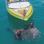 Diduga Ditabrak Kapal, Seekor Hiu Paus Ditemukan Mati di bibir pantai sepinggan - headlinekaltim.co