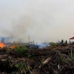 Kecamatan Sambutan dan Palaran Rawan Kebakaran Lahan - headlinekaltim.co
