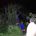 Warga Kena Sengat, Damkar Evakuasi Sarang Tawon Tabuan - headlinekaltim.co