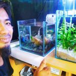 Hobi Aquascape Jadi Bisnis Menarik di Masa Pandemi - headlinekaltim.co