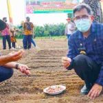 Tanam Bibit Bawang Satu Ton, Diharapkan Panen 10 Ton - headlinekaltim.co