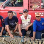 Buaya Ukuran 2 Meter Bikin Geger Warga Perumahan BPK