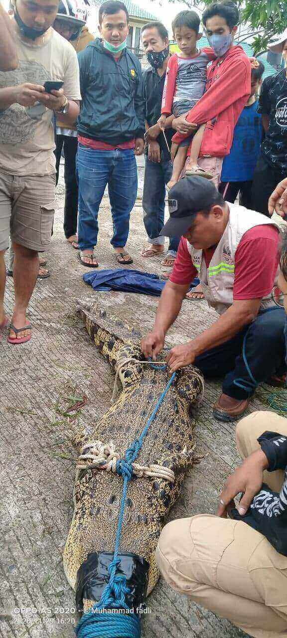 Buaya Ukuran 2 Meter Bikin Geger Warga Perumahan BPK