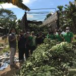 Warga Biduk-biduk Tanam Pisang