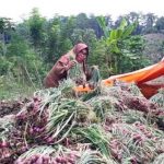Berau Lirik Bawang Merah