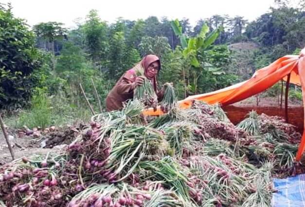 Berau Lirik Bawang Merah