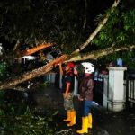 Hujan Deras Disertai Angin Kencang, 7 Pohon Tumbang di Samarinda
