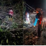 Pohon tumbang di Loa Bakung