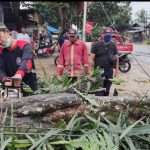 Musim Hujan, Damkar Samarinda "Banjir" Order Evakuasi Pohon Tumbang dan Ular