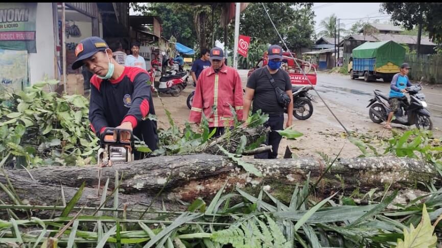 Musim Hujan, Damkar Samarinda "Banjir" Order Evakuasi Pohon Tumbang dan Ular
