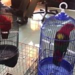 berita berau hari ini : Burung Nuri Raja Ambon Disita dari Warga Berau