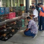 Pria di Samarinda Jual Satwa Dilindungi di Medsos, Petugas Dapati 66 Ekor Burung