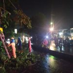 Hujan Deras Disertai Angin, Petugas Damkar "Panen" Pohon Tumbang
