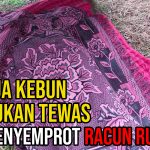 Usai Menyemprot Racun Rumput, Pekerja Kebun Ditemukan Tewas