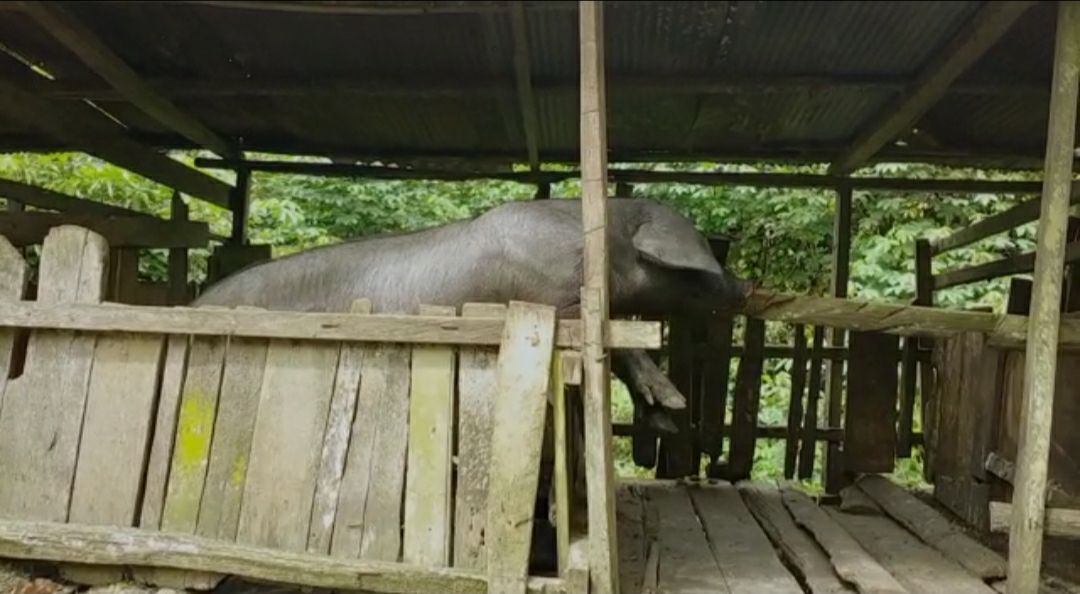 Ternak Babi Mati Massal di Berau, Diduga Virus Hog Cholera, Menular ke Manusia?