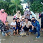 Hari Penyu Se Dunia, Komunitas MLV Lepasliarkan Penyu Hijau