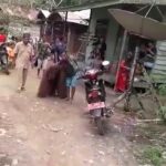 Viral, Video Orang Utan Masuk Permukiman Warga