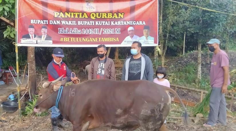 Bupati Edi Damansyah Salurkan Sapi Kurban ke PWI Kukar