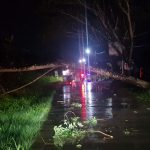 Hujan Disertai Angin Kencang di Samarinda, Pohon Bertumbangan