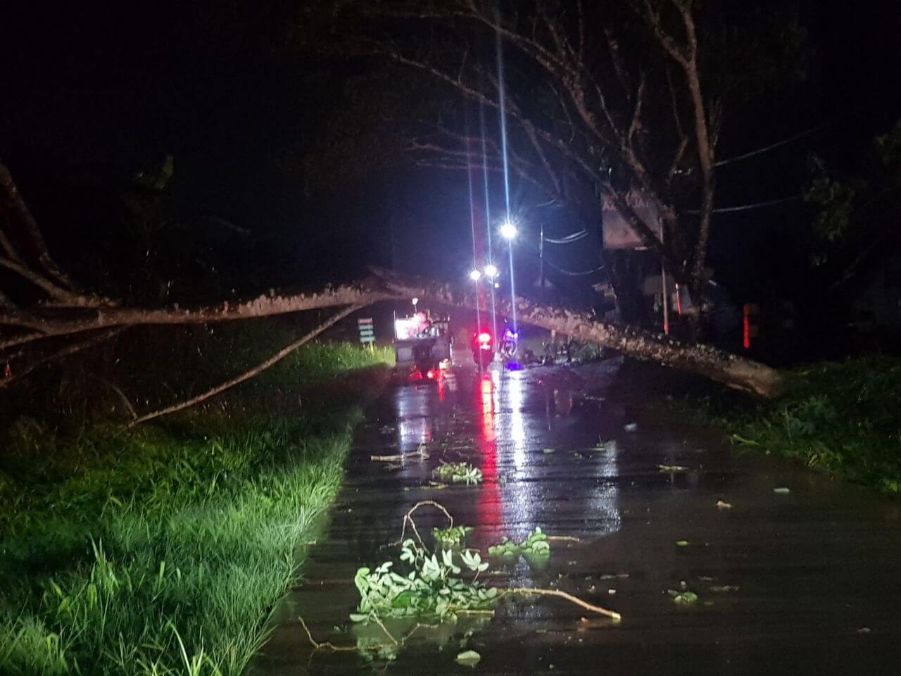 Hujan Disertai Angin Kencang di Samarinda, Pohon Bertumbangan