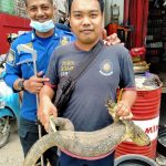 Damkar Evakuasi Kucing dan Biawak