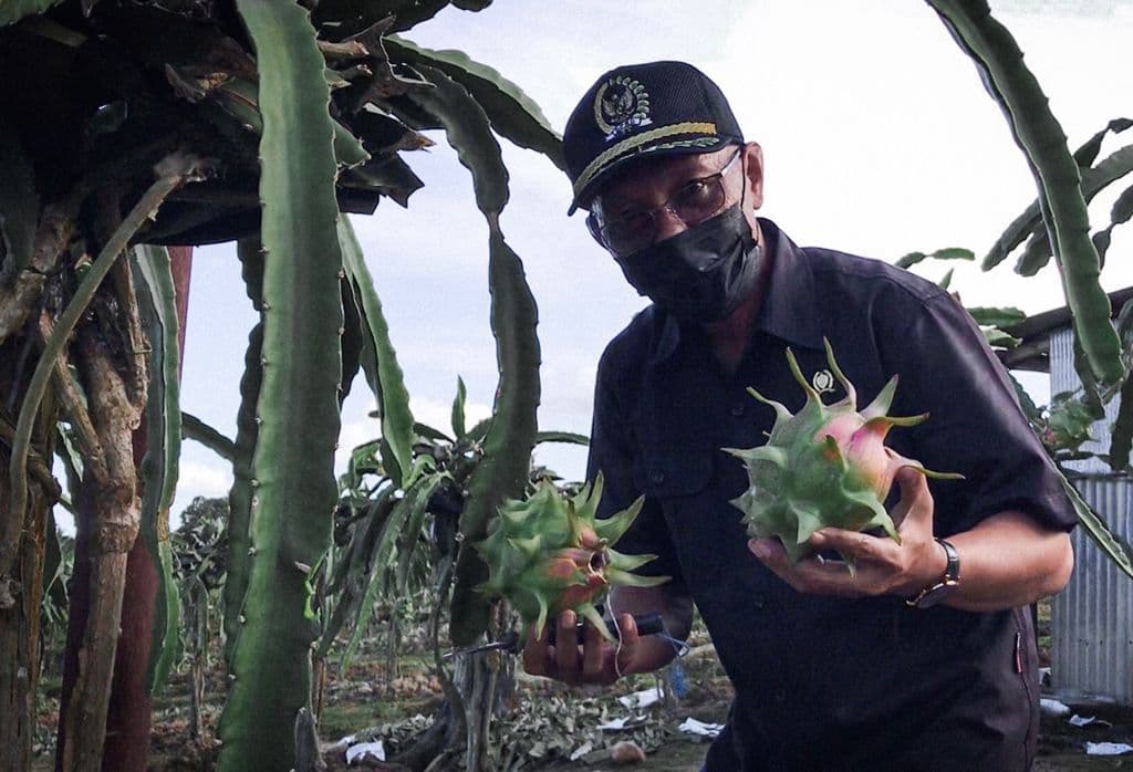 Ikut Panen Buah Naga, Samsun Dibekali Proposal dari Petani