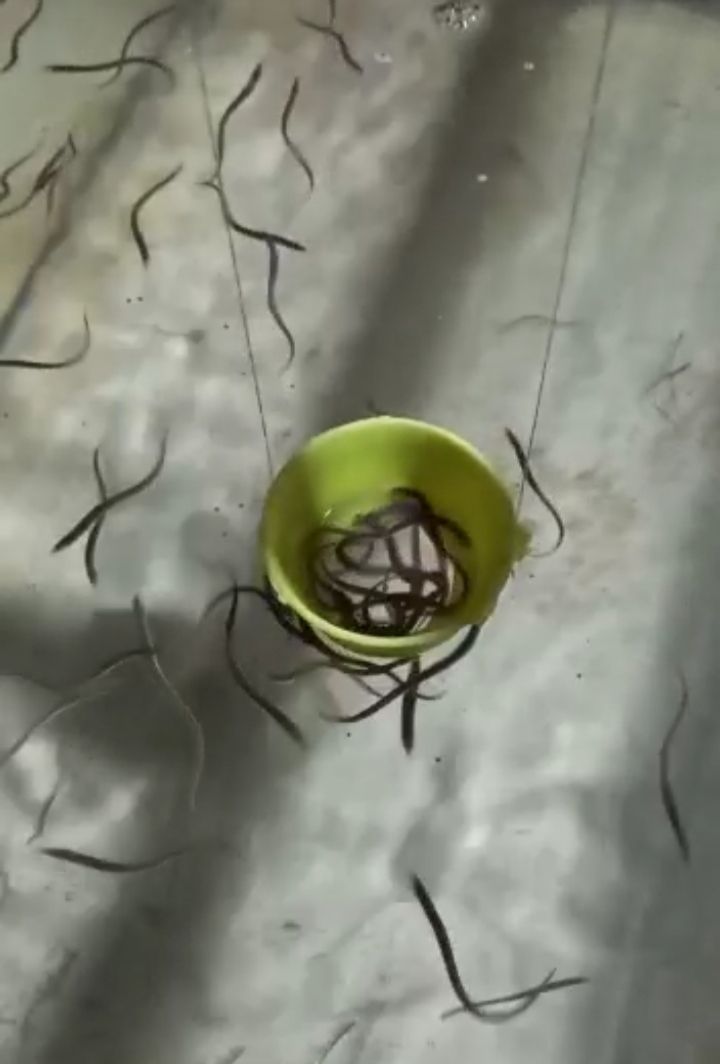 Ditemukan Ikan Sidat di Loa Kulu, Ikan Khas Sungai Mahakam