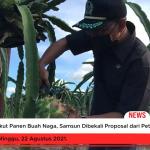 Ikut Panen Buah Naga, Samsun Dibekali Proposal dari Petani