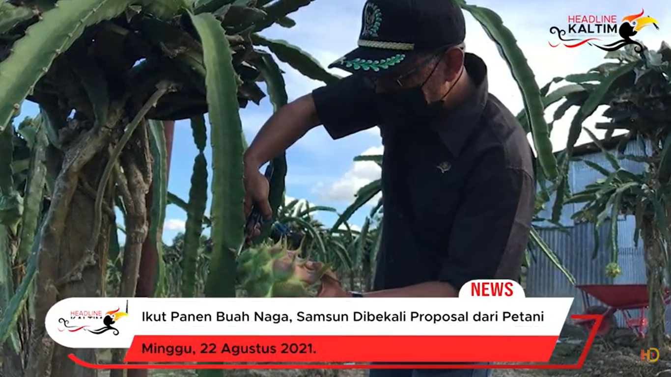 Ikut Panen Buah Naga, Samsun Dibekali Proposal dari Petani