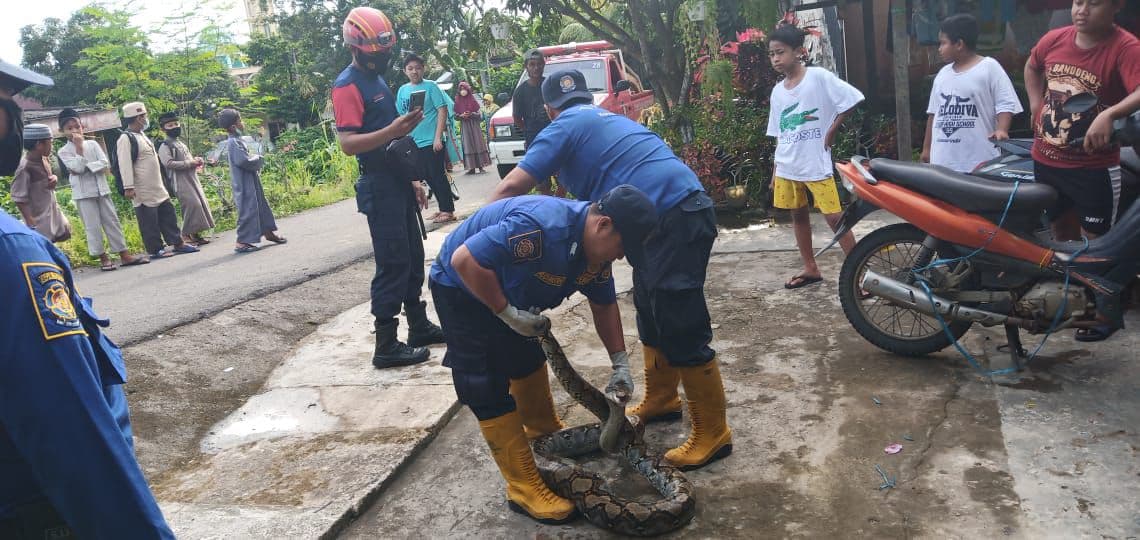 Ular Piton dan Biawak Hebohkan Warga Subulussalam