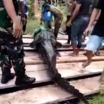 Buaya Panjang Hampir 5 Meter Ditangkap, Objek Wisata Labuan Cermin Ditutup