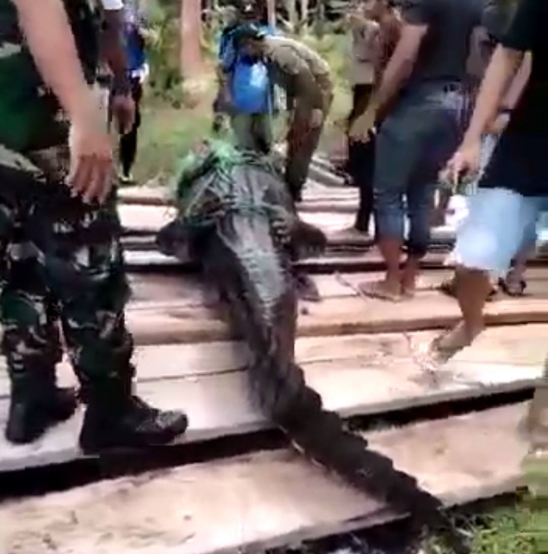 Buaya Panjang Hampir 5 Meter Ditangkap, Objek Wisata Labuan Cermin Ditutup