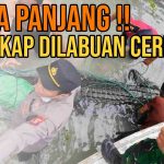 Buaya Panjang Hampir 5 Meter Ditangkap, Objek Wisata Labuan Cermin Ditutup