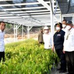 Jokowi: Pembangunan IKN Diawali dengan Rehabilitasi Lahan