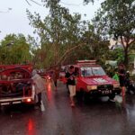 Tertimpa Pohon Tumbang, Seorang Pengendara Motor Tewas