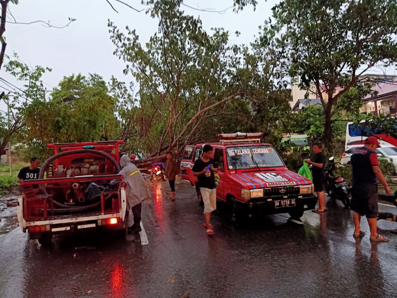 Tertimpa Pohon Tumbang, Seorang Pengendara Motor Tewas
