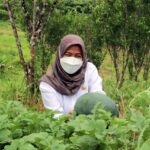 Kembangkan Produk Hortikultura, Dinas Pangan Tanaman Pangan dan Holtikultura Gunakan Sistem Fertigasi