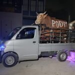 Sapi Kurban Diantar ke Pembeli hingga Malam Hari