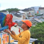 Burung Paruh Bengkok yang Bisa Dilatih Free Fly, Kini Seharga Rp500 Juta