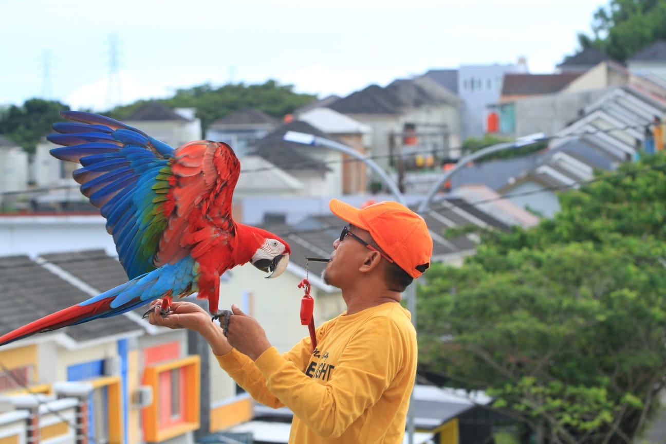 Burung Paruh Bengkok yang Bisa Dilatih Free Fly, Kini Seharga Rp500 Juta