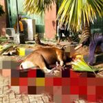 Sembelih 3 Ekor Sapi, Dinas Perpustakaan dan Kearsipan Kaltim Peringati Iduladha