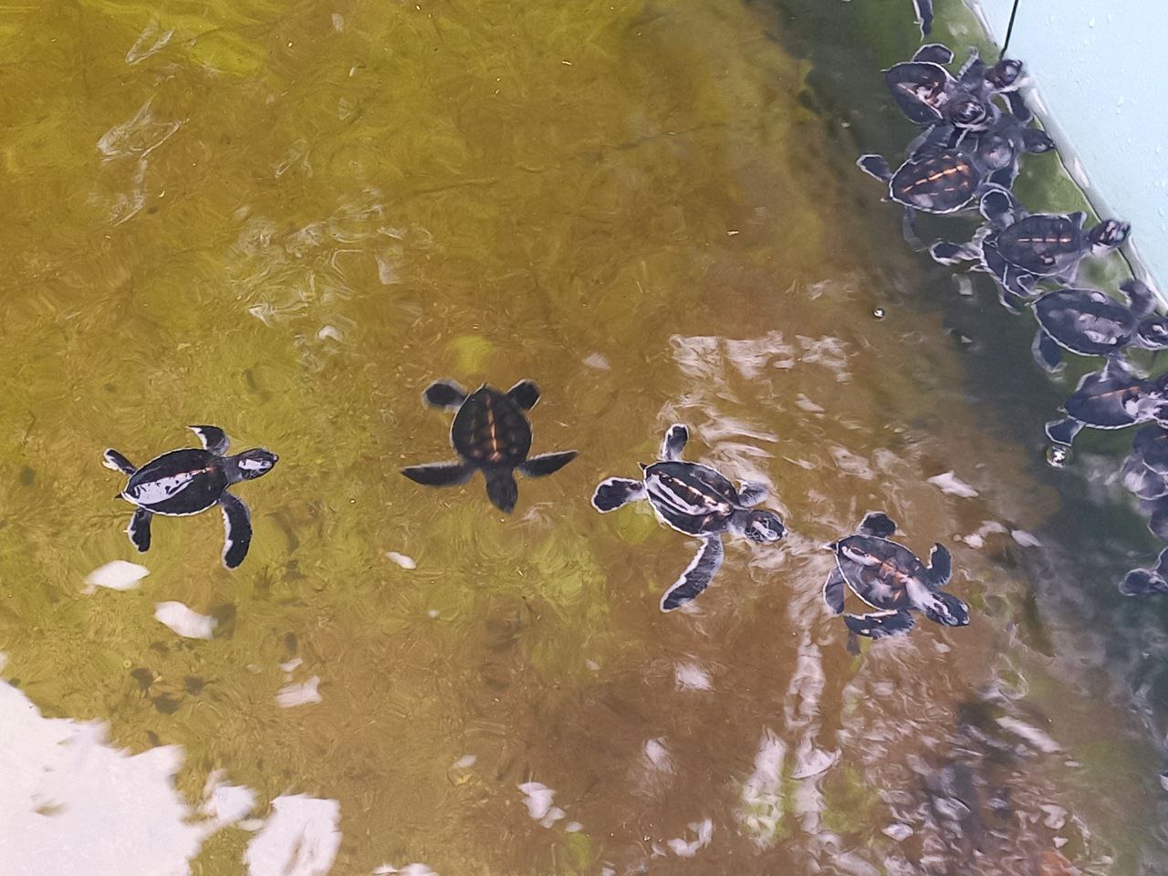 DPRD Minta Jaga Kelestarian Penyu