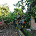Puluhan Rumah Rusak, 7 Pohon Tumbang Diterjang Angin Puting