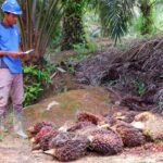 Musim Penghujan Produksi Sawit di Kembang Janggut Merosot 4.000 Ton